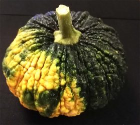 Kürbis Kürbis